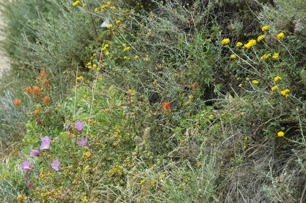 Soberanes Canyon 034.jpg